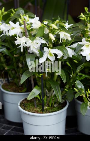 Dendrobium Angel Baby, orchidées blanches dans des vases Banque D'Images