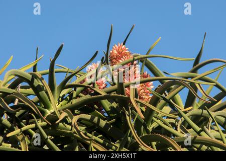 Fleurs de couleur rose corail au sommet d'un aloe barberae, arbre aloe, aloe géant, parmi les feuilles grises-vertes à pointes, dans le jardin australien en hiver. Banque D'Images