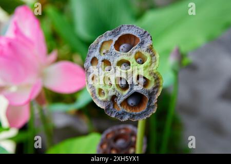 Close-up view of torus and pot of lotus flower Stock Photo