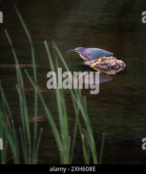 Close up of green heron standing on a rock in pond on summer day. Stock Photo