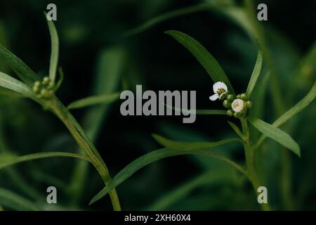 Close up of sweet alyssum beginning to bloom in backyard garden Stock Photo