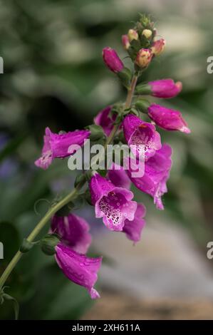 Pink flowers on foxglove plant blooming after the rain in summer. Stock Photo