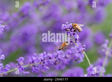 Honey bees collecting pollen from lavender flowers in a garden. Stock Photo