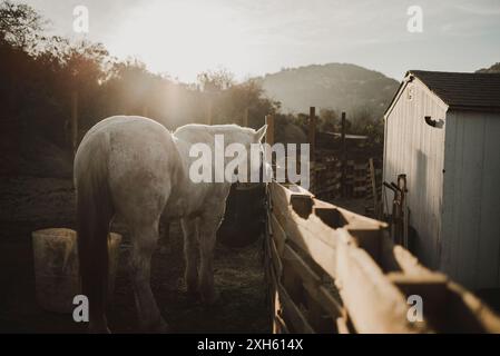 White horse standing near a wooden fence at sunset. Stock Photo