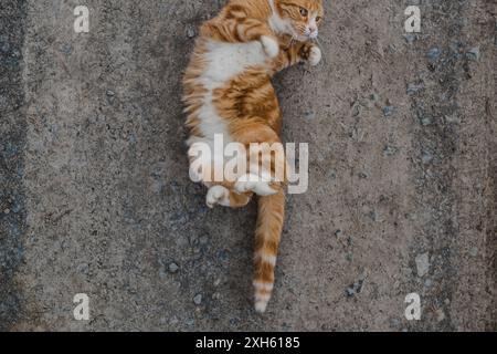 Ginger cat rolling playfully on the ground. Stock Photo