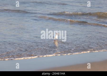 A seagull standing in shallow water at beach, eating a fish Stock Photo