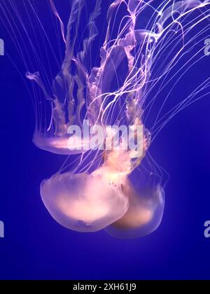 Jellyfish illuminated with light with long tentacles in blue water Stock Photo