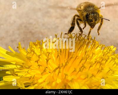 Close up Bee covered in pollen on a yellow flower Stock Photo