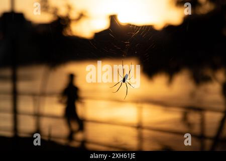 Silhouette of a spider on its web during sunset on boardwalk Stock Photo