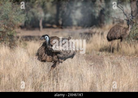 Two emus standing in tall grass, one blurred in the background Stock Photo