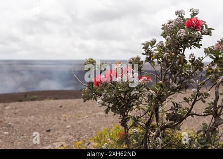 Flowering ohi?a tree in front of steaming Kilauea Volcano in Hawaii Stock Photo