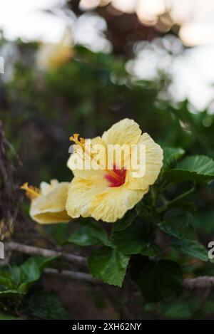 Close up view of a Yellow Hawaiian Hibiscus Flower in bloom. Stock Photo