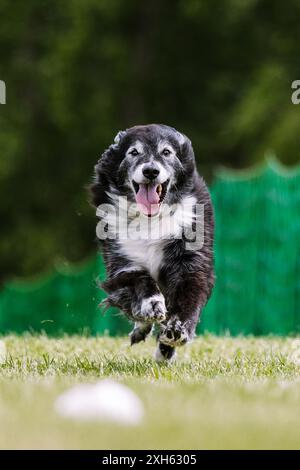 Mixed Breed Border Collie Mutt Running in Lure Coursing Dog Sport Stock Photo