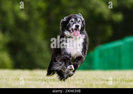 Mixed Breed Border Collie Mutt Running in Lure Coursing Dog Sport Stock Photo