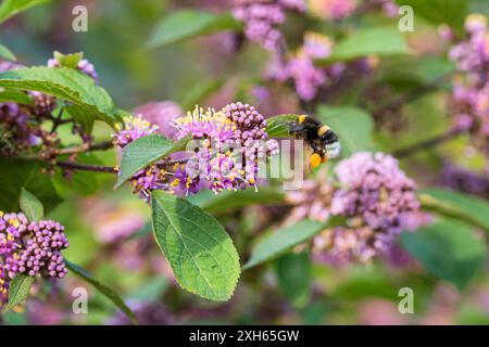 Beautyberry de Bodinier (Callicarpa bodinieri 'profusion', Callicarpa bodinieri profusion), floraison, cultivar profusion Banque D'Images