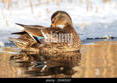 Colvert (Anas platyrhynchos), femme nageuse préparant son plumage, vue de côté, pays-Bas Banque D'Images