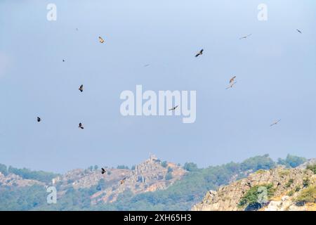 Vautours griffon (Gyps fulvus), groupe de vautours griffons planant sur une colline, Espagne, Estrémadure, Parc National de Monfrague Banque D'Images