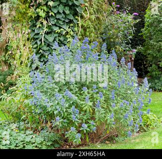 Barbe bleue, Spiraea bleue (Caryopteris x clandonensis 'Blue Balloon', Caryopteris x clandonensis Blue Balloon, Caryopteris clandonensis), cultivar Bleu Banque D'Images