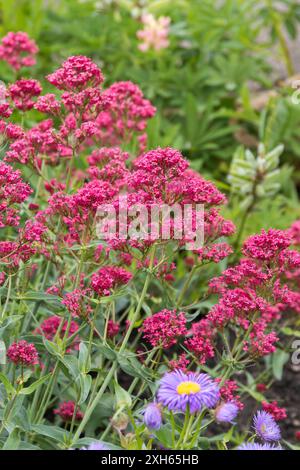 Valériane rouge, valériane, barbe de Jupiter, Spur valériane (Centranthus ruber 'coccineus', Centranthus ruber coccineus), cultivar coccineus Banque D'Images