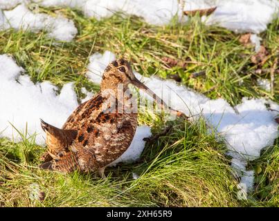 Bécasse eurasienne (Scolopax rusticola), recherche de nourriture dans une prairie enneigée, pays-Bas, Lentevreugd, Wassenaar Banque D'Images