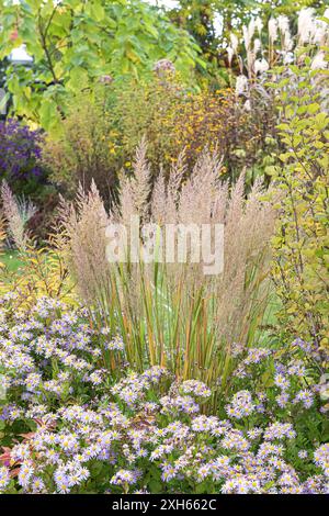 Roseau à plumes de Corée (Calamagrostis brachytricha,Achnatherum brachytrichum ; Stipa brachytricha), dans un jardin avec Aster ageratoides Asra Banque D'Images