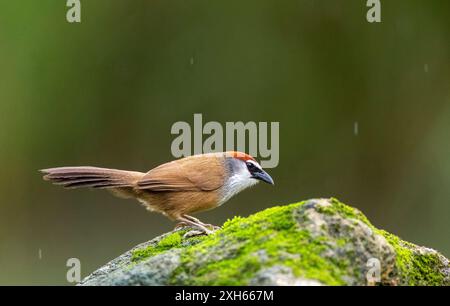 Babbler coiffé de châtaigniers (Timalia pileata), se trouve sur un rocher mousselé, Chine Banque D'Images