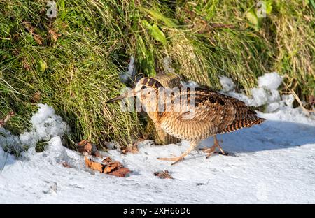 Bite eurasienne (Scolopax rusticola), marcher sur la neige glacée, vue de côté, pays-Bas, Lentevreugd, Wassenaar Banque D'Images