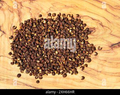 Poivre du Sichuan, poivre de Szetchwan, poivre d'anis, poivre de Sprice, poivre chinois, poivre japonais, frêne épineuse japonaise (Zanthoxylum piperitum), séché fr Banque D'Images
