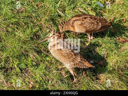 Bécasse eurasienne (Scolopax rusticola), deux bécasses buvant dans un pré, vue latérale, pays-Bas, Lentevreugd, Wassenaar Banque D'Images