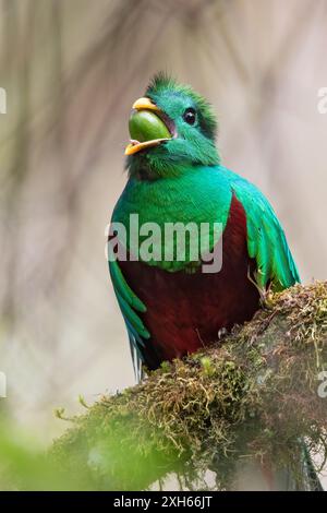 Resplendissant quetzal (Pharomachrus mocinno), mâle assis sur une branche dans la forêt tropicale avec des fruits dans le bec, l'oiseau national du Guatemala, Panama Banque D'Images