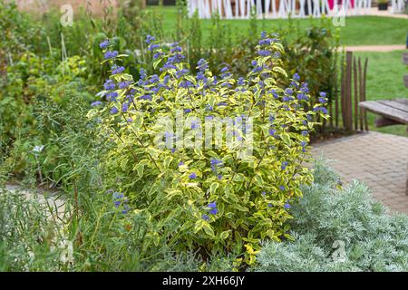 Barbe bleue, Spiraea bleue (Caryopteris x clandonensis 'Summer Sorbet', Caryopteris x clandonensis Summer Sorbet, Caryopteris clandonensis), cultivar Su Banque D'Images