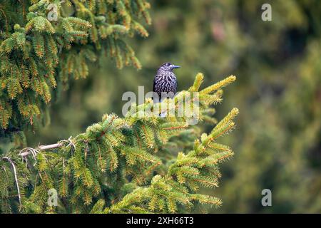 Casse-noix tacheté, casse-noix eurasien (Nucifraga caryocatactes), perché sur une branche d'épinette, vue de face, Bulgarie Banque D'Images