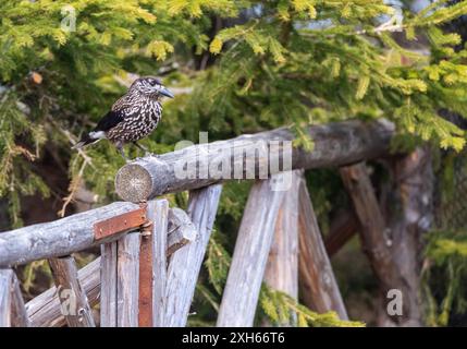 Casse-noix tacheté, casse-noix eurasien (Nucifraga caryocatactes), perché sur une clôture en bois, vue de côté, Bulgarie Banque D'Images