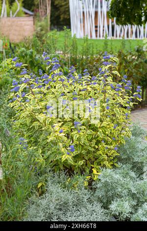 Barbe bleue, Spiraea bleue (Caryopteris x clandonensis 'Summer Sorbet', Caryopteris x clandonensis Summer Sorbet, Caryopteris clandonensis), cultivar Su Banque D'Images