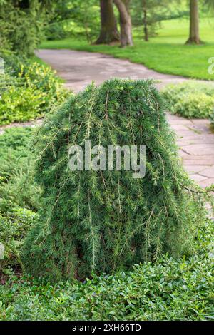 Cèdre du Liban, cèdre du Liban (Cedrus libani 'Sargentii', Cedrus libani Sargentii, Cedrus libanotica), cultivar Sargentii, Europe, Bundesrepublik de Banque D'Images