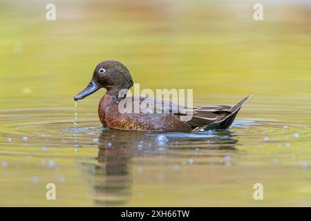 Sarcelle brune (Anas chlorotis), natation drake, vue de côté, Nouvelle-Zélande, Île du Nord, parc régional de Tawharanui Banque D'Images