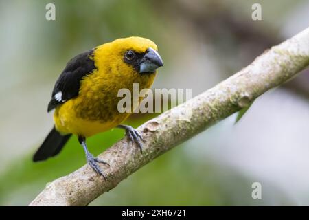 Bec de grosbeak à cuisse noire (Pheucticus tibialis), mâle assis sur une branche dans la forêt tropicale. Endémique des montagnes du Costa Rica et de l'ouest du Panama., Banque D'Images