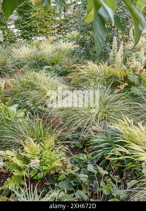 Les carex (Carex oshimensis Evergold, 'Evergold' Carex oshimensis Evergold,), le cultivar Evergold Banque D'Images