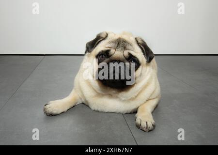 Portrait chien chiot mignon chiot couché sur le plancher gris sur la cuisine Banque D'Images