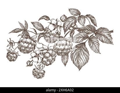 Branche de framboise, illustration vectorielle graphique noire et blanche dessinée à la main. Baies de ferme dans le style de gravure. Pour emballages, étiquettes ou menus. Illustration de Vecteur