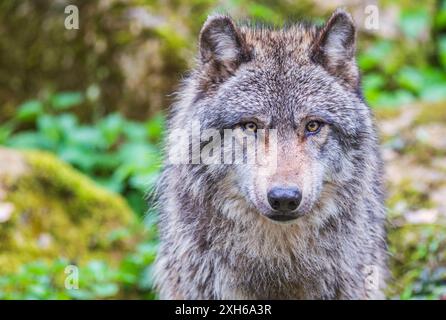 Loup gris expressif, également connu sous le nom de loup en bois, vous regardant attentivement dans la forêt Banque D'Images