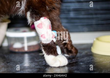 Une image en gros plan montrant une patte de chat avec un bandage enroulé autour, montrant un félin vulnérable ou blessé ayant besoin de soins Banque D'Images