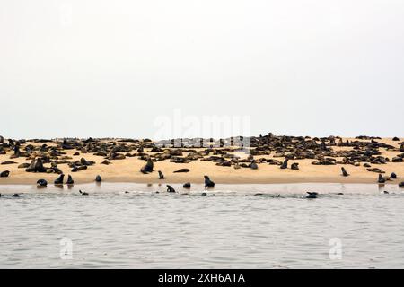 Une grande colonie d'otaries repose sur une plage de sable au bord de la mer Banque D'Images