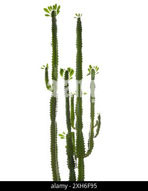 Euphorbia trigona (arbre à lait africain) isolé sur fond blanc Banque D'Images