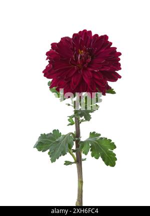 Petit chrysanthème de couleur marron isolé sur fond blanc Banque D'Images