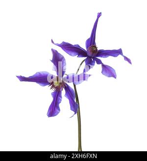 Deux fleurs Сlematis violet foncé isolées sur fond blanc. Banque D'Images