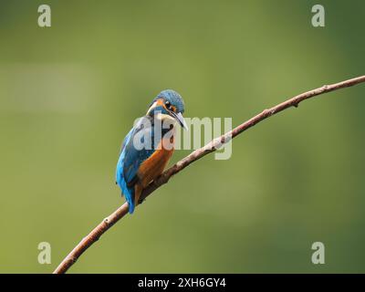 Les jeunes oiseaux surveillent vers le haut les prédateurs aériens et regardent vers le bas dans l'eau pour leur prochain repas. Banque D'Images