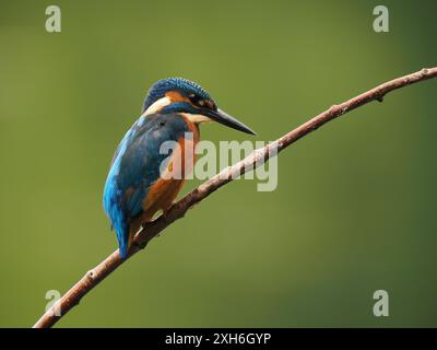 Les jeunes oiseaux surveillent vers le haut les prédateurs aériens et regardent vers le bas dans l'eau pour leur prochain repas. Banque D'Images