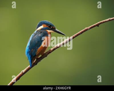 Les jeunes oiseaux surveillent vers le haut les prédateurs aériens et regardent vers le bas dans l'eau pour leur prochain repas. Banque D'Images