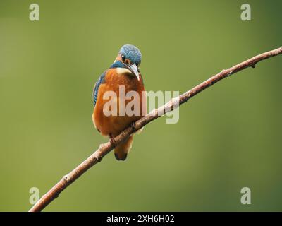 Les jeunes oiseaux surveillent vers le haut les prédateurs aériens et regardent vers le bas dans l'eau pour leur prochain repas. Banque D'Images